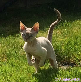 Angletwitch Devon Rex