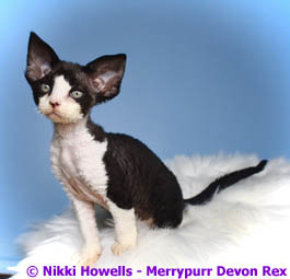 Angletwitch Devon Rex